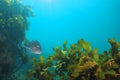 Australasian snapper among brown kelp