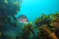 Australasian snapper among brown kelp