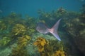 Australasian snapper leaving camera