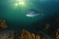 Australasian snapper on reef in late evening