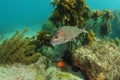 Australasian snapper at rocky reef with kelp Royalty Free Stock Photo