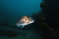 Australasian snapper shining in strobe light