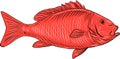 Australasian Snapper Swimming Drawing