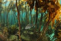 Australasian snapper under kelp forest canopy