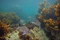 Snappers among brown sea weeds