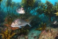 Silver snappers among brown stalked kelp Royalty Free Stock Photo