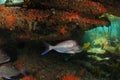 Silver fish under colourful rocky overhang