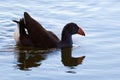 Australasian swamphen, Purple Swamphen bird, swimming in lake in Western Australia