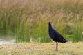 The Australasian swamphen, Purple swamphen standing near Lake Al