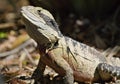 Australia also has a wonderful iguana, a living creature of the lizard, a reptile