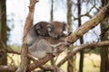 Australia Baby Koala Bear and mom. Royalty Free Stock Photo