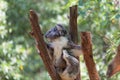 Australia Baby Koala Bear and mom.