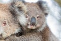 Australia Baby Koala Bear and mom. Royalty Free Stock Photo