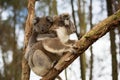Australia Baby Koala Bear and mom. Royalty Free Stock Photo