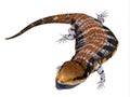 Australia Blue-tongued Skink