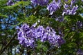 Australia,  Botany, Jacaranda tree Royalty Free Stock Photo