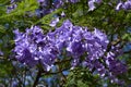 Australia,  Botany, Jacaranda tree Royalty Free Stock Photo