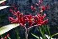 Australia, Botany, Kangaroo Paw Royalty Free Stock Photo