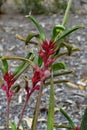 Australia,  Botany, Kangaroo Paw Royalty Free Stock Photo