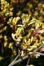 Australia, Botany, Kangaroo Paw Royalty Free Stock Photo