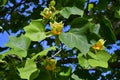 Australia, Botany, Tulip Tree Royalty Free Stock Photo