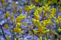 Australia, Botany, Kangaroo Paw