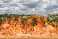 Australia bush burning in fire