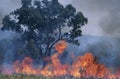 Australia Bush fire Royalty Free Stock Photo