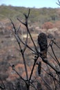 Australia bush fire: burnt banksia seedpods close Royalty Free Stock Photo