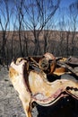 Australia bush fire: burnt car wreck detail Royalty Free Stock Photo