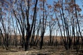 Australia bush fire: burnt eucalypt forest Royalty Free Stock Photo
