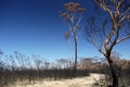 Australia bush fire: burnt eucalyptus trees Royalty Free Stock Photo