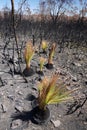 Australia bush fire: burnt grass trees regenerating