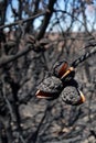 Australia bush fire: burnt hakea seedpods close