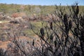 Australia bush fire: burnt hillside with banksia seedpods Royalty Free Stock Photo