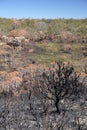 Australia bush fire: burnt hillside with banksia