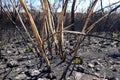 Australia bush fire: burnt mallee eucalypt Royalty Free Stock Photo