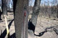 Australia bush fire: burnt trunk red resin Royalty Free Stock Photo