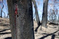 Australia bush fire: burnt trunk red resin wound Royalty Free Stock Photo