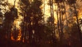 Australia: A bush fire destroying trees and plants and animals Royalty Free Stock Photo