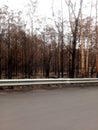 Australia bush fire national emergency Royalty Free Stock Photo