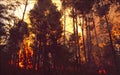 Australia: A bush fire in Queensland Royalty Free Stock Photo