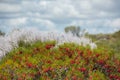 Australia bush flowers flora detail Royalty Free Stock Photo