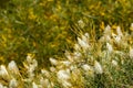 Australia bush flowers flora detail Royalty Free Stock Photo