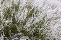 Australia bush flowers flora detail Royalty Free Stock Photo