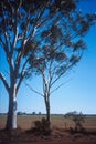 Australia bushland Royalty Free Stock Photo