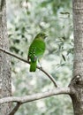 Australia Cat Bird Queensland Looking Backwards Color change