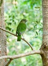 Australia Cat Bird Wildlife in Queensland Looking Backward