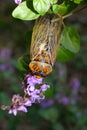 Australia: cicada insect on flower Royalty Free Stock Photo