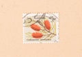 A stamp printed in Australia shows a flower Callistemon Teretifolius, circa 1970